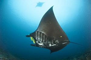 The reef manta ray with yellow pilot fish in front of its mouth The reef manta ray with yellow pilot fish in front of its mouth