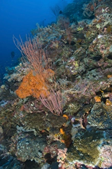 Reef scape in the Solomon Islands showing various corals Reef scape in the Solomon Islands showing various corals