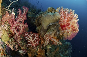 Reef scene with gorgonian sea fans and soft corals, North Sulawesi Reef scene with gorgonian sea fans and soft corals, North Sulawesi