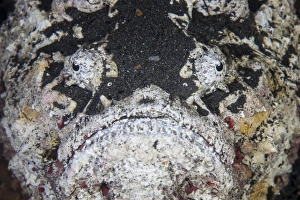 A reef stonefish blends into its underwater surroundings A reef stonefish blends into its underwater surroundings