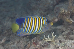 Regal angelfish swimming in waters off of Fiji Regal angelfish swimming in waters off of Fiji