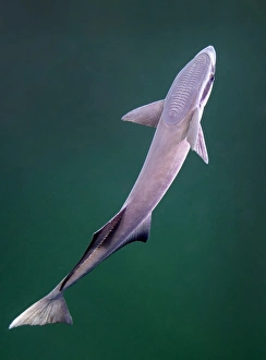 A remora fish swimming up looking for a host A remora fish swimming up looking for a host