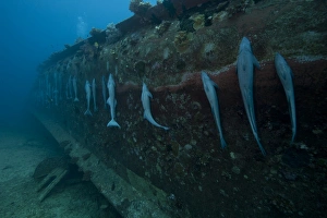 Remoras suck the the hull of a shipwreck in Fiji Remoras suck the the hull of a shipwreck in Fiji