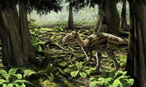 The rhabdodontid iguanodont Zalmoxes robustus The rhabdodontid iguanodont Zalmoxes robustus