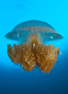 Rhizostome Jellyfish, Tulamben, Bali, Indonesia Rhizostome Jellyfish, Tulamben, Bali, Indonesia