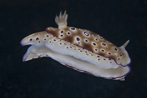 Risbecia tryoni nudibranch, Beqa Lagoon, Fiji Risbecia tryoni nudibranch, Beqa Lagoon, Fiji