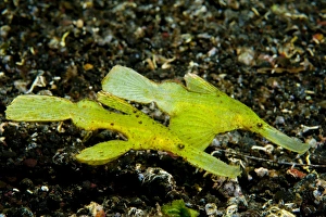 Two Robust ghost pipefish in volcanic sand, Indonesia Two Robust ghost pipefish in volcanic sand, Indonesia
