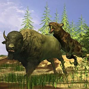 A Saber-Tooth cat pounces onto a frightened Buffalo A Saber-Tooth cat pounces onto a frightened Buffalo