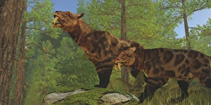 Two Saber-Toothed Cats search for prey in a pine forest Two Saber-Toothed Cats search for prey in a pine forest