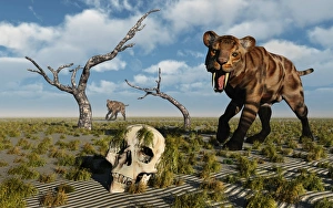 A Sabre Tooth Tiger discovers a humanoid skull A Sabre Tooth Tiger discovers a humanoid skull