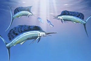 Three sailfish hunt for their prey