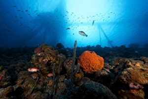 Salt Pier seen perched on top of reef, Bonaire, Caribbean Netherlands Salt Pier seen perched on top of reef, Bonaire, Caribbean Netherlands