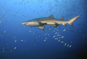 Sand Tiger Shark in blue water off coast of North Carolina Sand Tiger Shark in blue water off coast of North Carolina