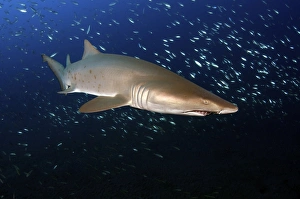 Sand Tiger Shark off the coast of North Carolina Sand Tiger Shark off the coast of North Carolina