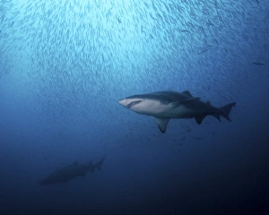 A sand tiger shark and school of cigar minnows off the coast of North Carolina A sand tiger shark and school of cigar minnows off the coast of North Carolina