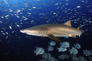 Sand Tiger Shark swimming in blue water off coast of North Carolina Sand Tiger Shark swimming in blue water off coast of North Carolina