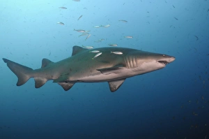 Sand tiger shark swims in blue water off coast of North Carolina Sand tiger shark swims in blue water off coast of North Carolina