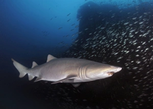 Sand Tiger shark swims by the wreck of USCGC Spar Sand Tiger shark swims by the wreck of USCGC Spar