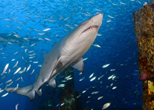 Sand Tiger Shark on wreck of USCG Cutter Spar Sand Tiger Shark on wreck of USCG Cutter Spar