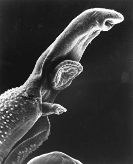 Scanning electron micrograph of a schistosome parasite Scanning electron micrograph of a schistosome parasite