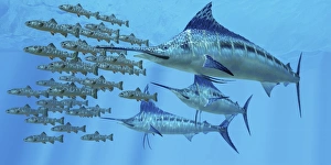 A school of Amemasu fish try to evade three large Marlin predators A school of Amemasu fish try to evade three large Marlin predators