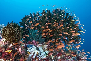School of anthias fish swimming over a colorful reef School of anthias fish swimming over a colorful reef