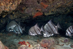A school of Atlantic Spadefish off the coast of Key Largo, Florida A school of Atlantic Spadefish off the coast of Key Largo, Florida