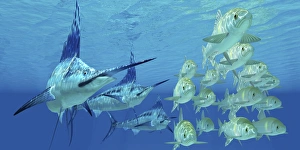 A school of Ayu fish try to escape from three carnivorous Blue Marlins A school of Ayu fish try to escape from three carnivorous Blue Marlins