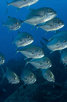 A school of bigeye trevally, Papua New Guinea A school of bigeye trevally, Papua New Guinea