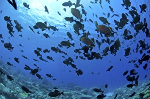 School of black Indian Ocean triggerfish, Christmas Island, Australia School of black Indian Ocean triggerfish, Christmas Island, Australia
