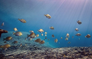 A school of Bluegill and Sunfish swim toward the light from above A school of Bluegill and Sunfish swim toward the light from above