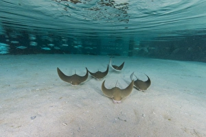 School of cownose ray in formation over white sandy bottom School of cownose ray in formation over white sandy bottom