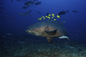 A school of Golden Trevally follow a Giant Grouper for protection during a shark feed A school of Golden Trevally follow a Giant Grouper for protection during a shark feed