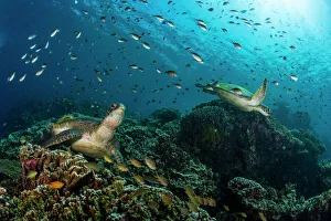 School of green chromis swimming over a couple of green turtles