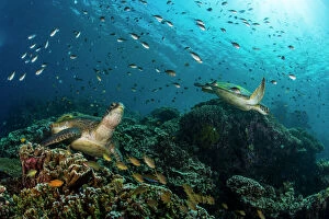Perciformes Gallery: School of green chromis swimming over a couple of green turtles