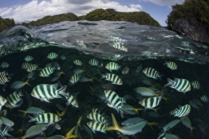 School of large damselfish in Palaus inner lagoon School of large damselfish in Palaus inner lagoon