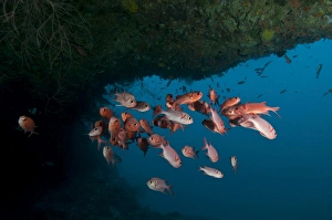 School of red bigeye under a rocky ledge, Maldives School of red bigeye under a rocky ledge, Maldives