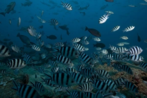 School of sergeant major fish at The Bistro dive site in Fiji School of sergeant major fish at The Bistro dive site in Fiji