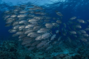 School of silver jacks or trevally fish, Spratly Islands, Malaysia School of silver jacks or trevally fish, Spratly Islands, Malaysia