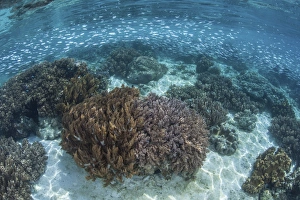 A school of silversides swim above a shallow reef in Raja Ampat A school of silversides swim above a shallow reef in Raja Ampat