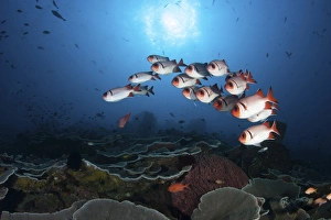 A school of soldierfish hover above a coral reef in Indonesia A school of soldierfish hover above a coral reef in Indonesia