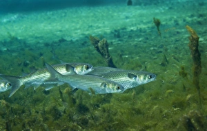 A school of Striped Mullet wim along the bottom of Fanning Springs, Florida A school of Striped Mullet wim along the bottom of Fanning Springs, Florida