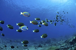 School of surgeonfish, Christmas Island, Australia School of surgeonfish, Christmas Island, Australia