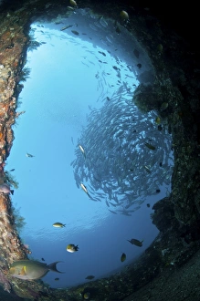 School of trevally seen through hole in the hull of Liberty Wreck, Bali, Indonesia School of trevally seen through hole in the hull of Liberty Wreck, Bali, Indonesia