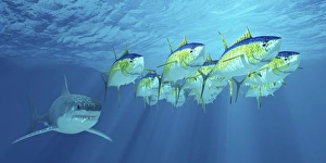 A school of yellowfin tuna is followed by a great white shark A school of yellowfin tuna is followed by a great white shark