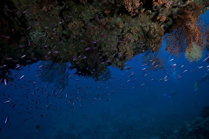 Schooling anthias fish under a coral ledge in Beqa Lagoon, Fiji Schooling anthias fish under a coral ledge in Beqa Lagoon, Fiji