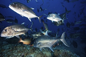 Schooling giant trevally muscle there way in to get fish scrap portions from a shark feed Schooling giant trevally muscle there way in to get fish scrap portions from a shark feed
