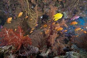 Schooling scalefin anthias fish and soft corals of Beqa Lagoon, Fiji Schooling scalefin anthias fish and soft corals of Beqa Lagoon, Fiji