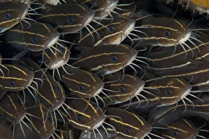 Schooling striped catfish (Plotosus lineatus), Tulamben, Bali, Indonesia Schooling striped catfish (Plotosus lineatus), Tulamben, Bali, Indonesia