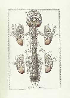 Central Nervous System Gallery: The science of human anatomy by Bartholomeo Eustachi